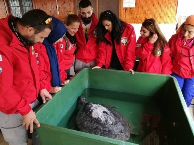 Mersin'de Carettaların Yuvalama Alanı Temizlendi