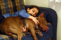 PİTBULL - Pitbull İle 8 Yaşındaki Kızın Dostluğu Şaşırtıyor