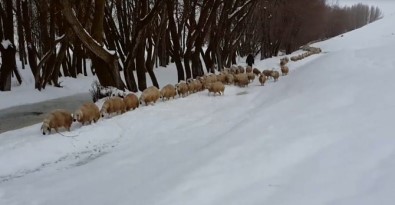 Ağılda Mahsur Kalan Koyunları Karla Mücadele Ekipleri Kurtardı