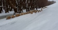 DAVUT GÜL - Ağılda Mahsur Kalan Koyunları Karla Mücadele Ekipleri Kurtardı