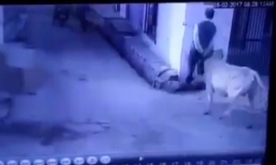 Boğa Yaşlı Adam Böyle Saldırdı