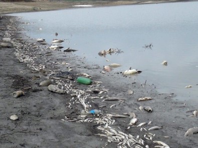 Edirne'de Sinit Göleti'nde Balık Ölümleri