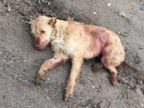 SOKAK KÖPEĞİ - Ölü Bulunan Köpeğin Tüfekle Vurulduğu Ortaya Çıktı