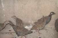 ÇEVRE VE ORMAN BAKANLıĞı - Şırnak'ta Kanat Tüyleri Kesilen 14 Turaç Kuşu Bulundu