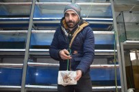 SÜS BALIĞI - Elektrik Kesildi, Binlerce Süs Balığı Telef Oldu