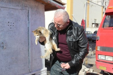 Muhtar, Kediler İçin Yuva Yaptı