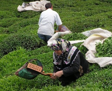 2016 Yılında 1 Milyon 299 Bin Ton Yaş Çay Üretildi