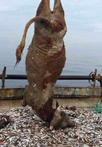 Balıkçı Ağlarına Takılan 700 Kiloluk Dana Şaşırttı