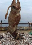 BALIK TUTMAK - Balıkçı Ağlarına Takılan 700 Kiloluk Dana Şaşırttı