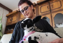 BEBEK BAKIMI - Bebek Gibi Baktıkları Kuzunun Altını Bezliyorlar