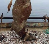BALIK TUTMAK - Balıkçılar ağı çektiklerinde şoku yaşadı