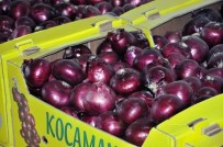 DUBAI - Mor Soğan Arap Ülkelerine İhraç Ediliyor