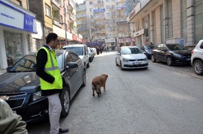 Parkmetreci Köpek Yaptıklarıyla Görenleri Şaşırtıyor
