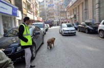 AKILLI KÖPEK - Parkmetreci Köpek Yaptıklarıyla Görenleri Şaşırtıyor