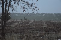 ÇUKOBIRLIK - Amonyum Nitratlı Gübre Tartışması