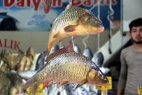 BALIK FİYATLARI - Balık Fiyatları Düştü Ama Kalkan Hala Cep Yakıyor