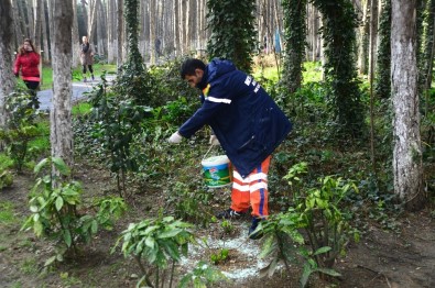 Beylikdüzü'nün Bitki Örtüsü Bakımda