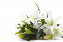 DÜNYA KADıNLAR GÜNÜ - 'Kadınlar Günü'nün Favori Çiçeği; Lilyum'