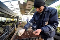 Körfez'e 250 Bin Adet Çiçek Dikilecek