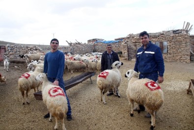 Koyunlarının Sırtına Türk Bayrağı Çizdi