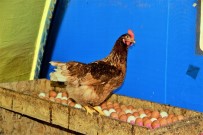 TAVUK ÇİFTLİĞİ - Bir Yumurta Alamazken, 10 Bin Yumurtayı Ücretsiz Dağıttı