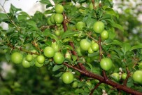 KARGıCAK - Kilosu 300 lira