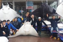 Akdeniz'i Dev Vatozlar Bastı