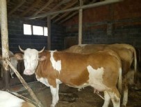 ROTTERDAM - Hollanda ineği diplomatik krize kurban gidecek