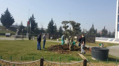 Kınalı Asker Parkına Asırlık Zeytin Ağacı Dikildi
