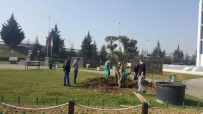 ZEYTİN AĞACI - Kınalı Asker Parkına Asırlık Zeytin Ağacı Dikildi
