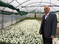 KıSKANÇLıK - Lale Üreticilerinden Hollanda Başbakanına Tepki