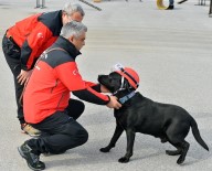 ŞARTLı REFLEKS - 5 Köpek Hayat Kurtarmak İçin Eğitiliyor