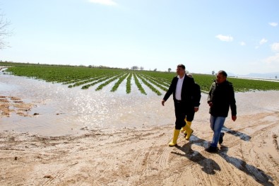 Başkan Turgut, Taşkından Zarar Gören Tarım Arazilerini İnceledi