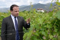 TÜRK PATENT ENSTİTÜSÜ - Erbaa Yaprağına Coğrafi İşaret Başvurusu