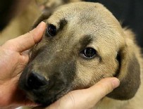 'Kuyu'nun tedavisi devam ediyor