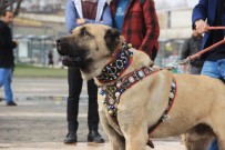 KANGAL KÖPEĞİ - Türk Eylemcilere Köpekle Müdahale Eden Hollanda'ya Kangallı Tepki