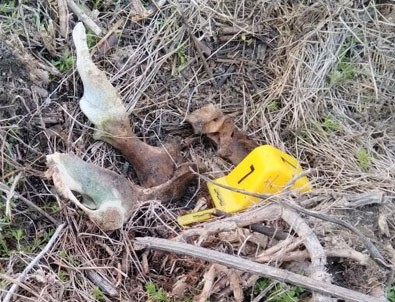 Balıkesir'de vahşet