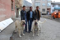 ROTTERDAM - Oltulu Gençler Kangallarını Hollanda İçin Hazırladılar