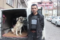 YAVRU KÖPEK - Yaralı Ve Hasta Köpek Tedavi İçin Eskişehir'e Gönderildi
