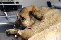 SELIM TURAN - Bodrum'da Göz Göre Göre Köpekleri Zehirledi