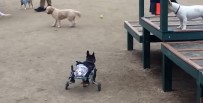 Felçli Köpeğe 'Tekerlekli' Çözüm