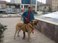 MUHARREM ERTAŞ - Hollanda'yı Kangal Köpekleri İle Protesto Ettiler