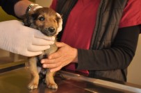 YAVRU KÖPEK - Silahla Yaralanmış Ve Tek Gözü Görmeyen Köpeklerin Tedavileri Sürüyor