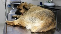 SELIM TURAN - Zehirlenen Tarçın İsimli Köpek Öldü