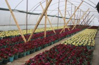 Uludağ'ın Tohumları Altından Değerli