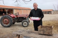 SÜS TAVUĞU - Bıldırcın Yumurtası 'Out', Yeşil Yumurta 'İn'