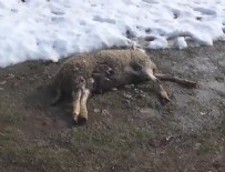 Bilecik'te kurtlar 5 koyunu telef etti