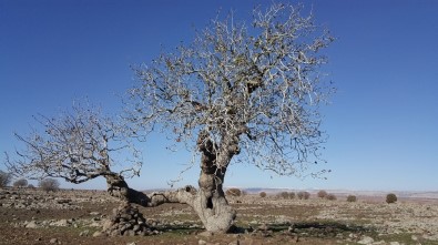 Gaziantep'in Anıt Ağaçları Belirlendi