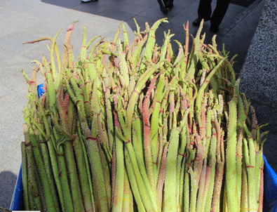 Kansere bile çare olan ışgın sadece o şehrimizde yetişiyor