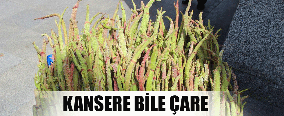 Kansere bile çare olan ışgın sadece o şehrimizde yetişiyor